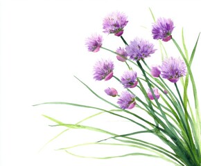 Fototapeta premium Watercolor Chive Blossoms on White - Delicate Floral Illustration for Spring, Herb Garden, and Culinary Themes (Botanical, Purple, Green)