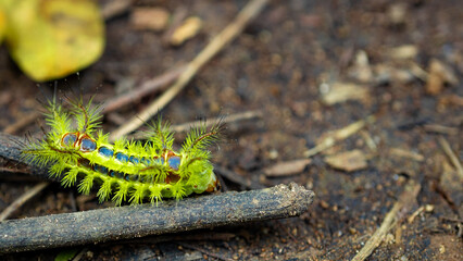 Bright green caterpillar with vivid blue markings and spines crawling on the earthy forest ground, showcasing exotic tropical insect life.