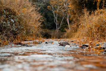 A peaceful stream flows gently through an autumn forest, surrounded by golden foliage and smooth stones in a natural woodland setting.