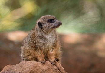 meerkat on the lookout
