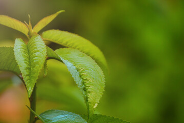 Young tree macro photo in focus and defocus natural blurred background.