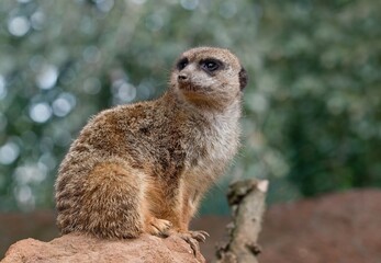 Fototapeta premium meerkat on the lookout