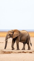 Obraz premium A majestic elephant strides alone across a parched savannah, the vast, cracked earth stretching out beneath a pale sky, embodying strength and solitude.