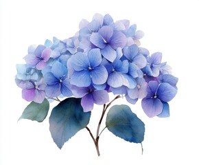 Watercolor Hydrangea Blossom, Blue and Purple Flowers, Isolated on White