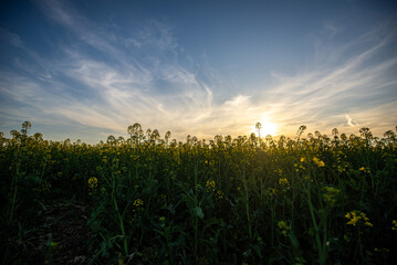 yellow flowers in spring
