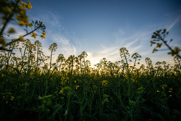 yellow flowers in spring