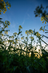 yellow flowers in spring