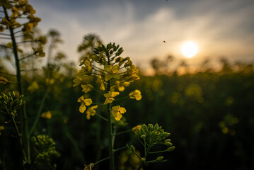 yellow flowers in spring