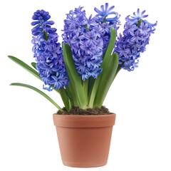 Elegant Hyacinth In A Pot, Isolated On White. Spring Bloom In Home.