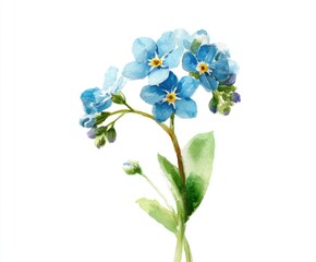 Watercolor Forget-Me-Not Flower Illustration - Delicate Blue Blossoms on White Background, Botanical Art for Spring, Summer, and Floral Designs