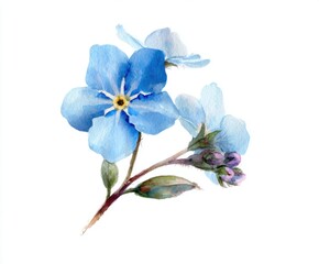 Fototapeta premium Watercolor Forget-Me-Not Flower Illustration - Delicate Floral Art for Spring Designs and Botanical Projects (Isolated on White Background)