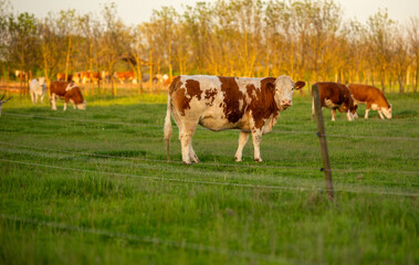 cows in a field