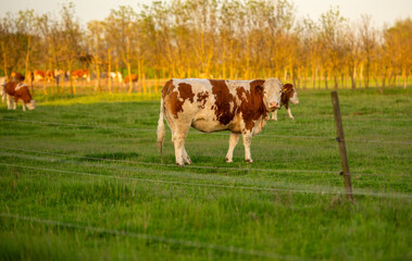 cows in a field