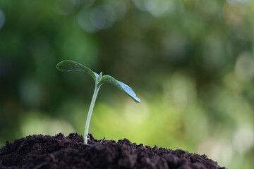 Small sprout plant macro closeup