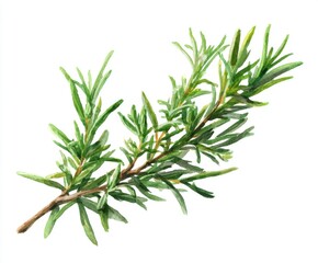Fototapeta premium Watercolor Rosemary Sprig Illustration - Culinary Herb, Aromatic Ingredient, Isolated on White Background (136 chars)