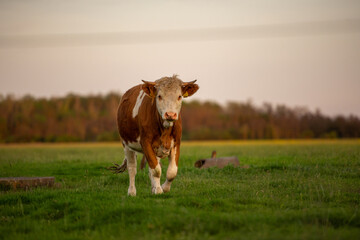 cow in the field