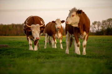 cows in a field