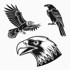 Obraz premium Professional eagle raven bird designs isolated on white