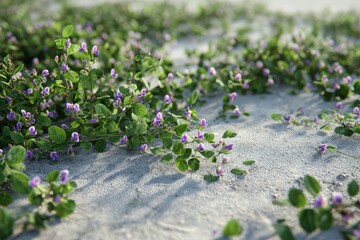 Ground cover plant with small purple flowers spreads across sand. Coastal vegetation, botanical background, creeping vines, flowering groundcover, nature, landscaping, ground cover.