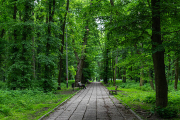 Obraz premium A peaceful path in a park surrounded by trees completely covered in thick green ivy, creating a lush and vibrant atmosphere.
