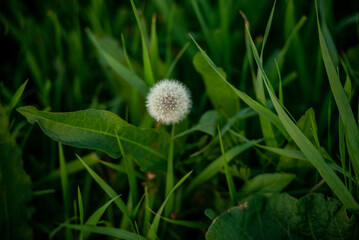 dandelion in the grass