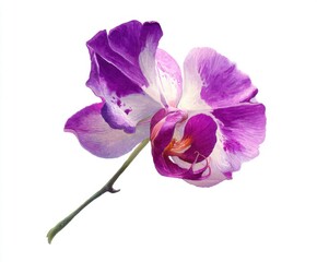 Isolated Purple Orchid Bloom on White Background - Delicate Floral Beauty, Botanical Illustration, Artistic Rendering, High-Resolution Image