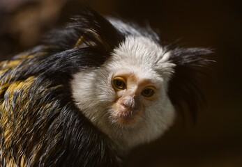 emperor tamarin