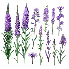 Naklejka premium Lavender Botanical Art. Floral Vintage Illustration For Wall Art Prints, Cards, And Posters.