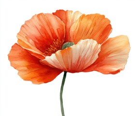 Watercolor Poppy Flower Illustration - Vibrant Orange Floral Painting on White Background for Botanical Art Prints and Summer Decor (Isolated)