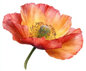 Watercolor Poppy Flower Illustration on White Background - Vibrant Red, Orange, and Yellow Floral Design for Spring and Summer