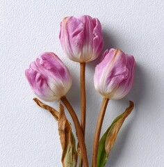 Three pink tulips are drying on textured paper. Botanical still life, floral arrangement, wilting flower, delicate blossom, nature's fragility