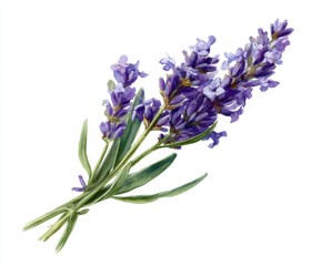 Fototapeta premium Watercolor Lavender Bouquet Illustration on White Background - Delicate Floral Design for Print, Web, and Creative Projects