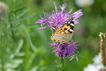 Painted Lady (Vanessa Cardui) Butterfly sitting on a pink scabiosa in Zurich, Switzerland