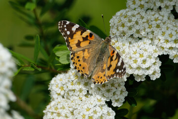 Painted Lady (Vanessa cardui) butterfly sitting on a white flower in Zurich, Switzerland