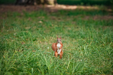 A squirrel standing on the ground and looking ahead in a natural outdoor environment.