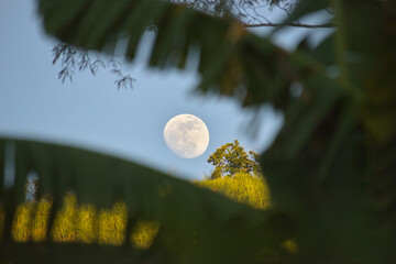 Full Moon Framed by Banana Leaves in Sandoná, Nariño