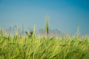 Wheat stalks rise beautifully in a vast field, illuminated by sunlight under a cloudless sky, showcasing the beauty of nature in spring