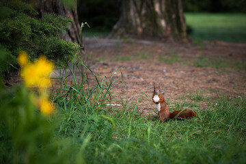A squirrel standing on the ground and looking ahead in a natural outdoor environment.