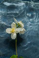 Floating Jasmine Flowers on Water Surface – Minimalist Nature Concept