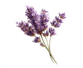 Obraz premium Watercolor Lavender Bouquet on White - Delicate Floral Illustration for Spring and Summer Designs (Isolated, Botanical, Purple, Aromatic)