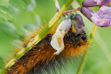 Eine Raupe des  Braunen Bären  (Arctia caja) frißt an einer  Zaun-Wicke (Vicia sepium)