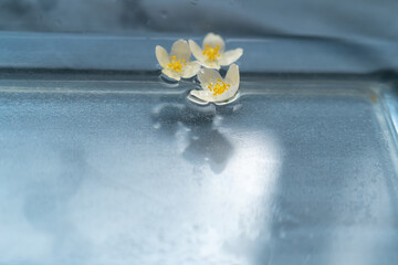 Floating Jasmine Flowers on Water Surface – Minimalist Nature Concept
