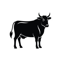black and white cow