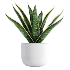 Snake Plant In Pot On White Background. Indoor Plant For Home Decor. Minimalist.