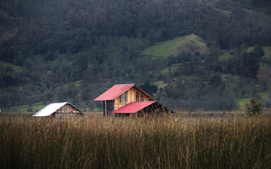 Solitary Hut Amidst Tall Grasses at La Cocha, Nariño