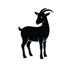 black and white goat