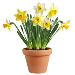 Blooming Daffodils In A Terracotta Pot, Isolated On White. Fresh Spring Concept For Easter.