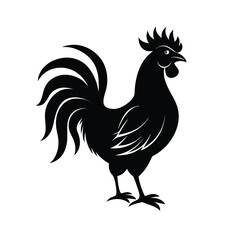rooster isolated on white background