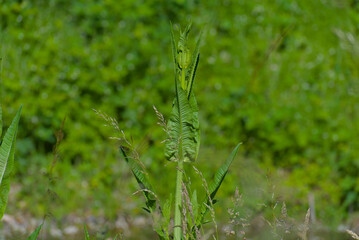 A vibrant green plant stands tall amidst a soft-focus natural backdrop, embodying growth and wild beauty.
