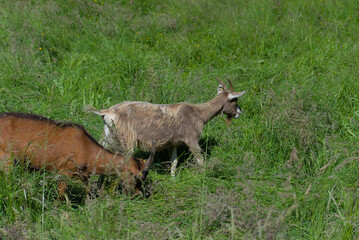 A brown goat grazes peacefully in lush green grass, a serene capture of rural life and natural harmony under soft daylight